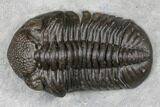 Monster, Eldredgeops Trilobite - Sylvania, Ohio #175643-1